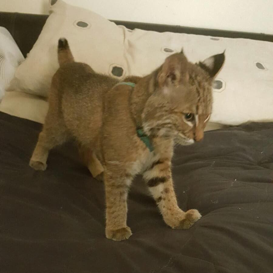 Capone the bobcat